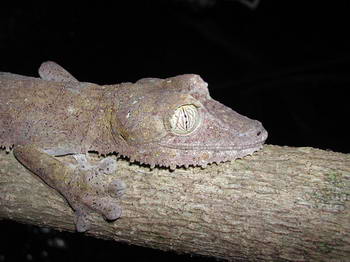 Uroplatus