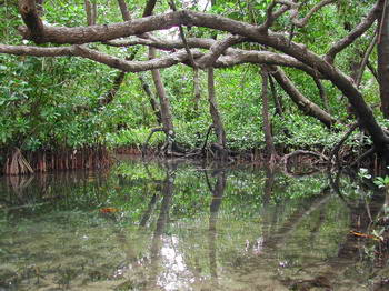 Mangrove - Masoala