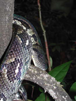 Sanzinia madagascariensis