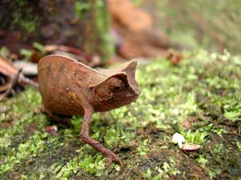 Brookesia